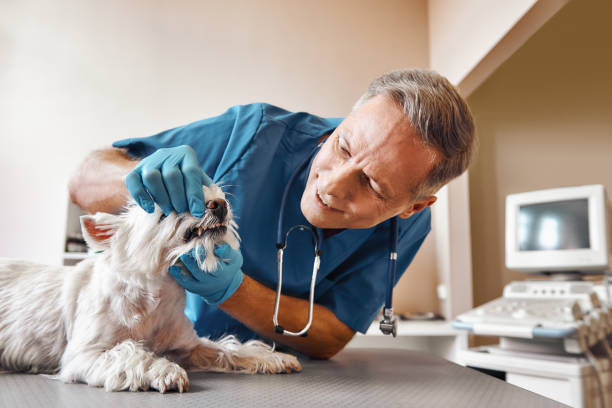 Best Emergency Root Canal Treatment in Long Neck, DE